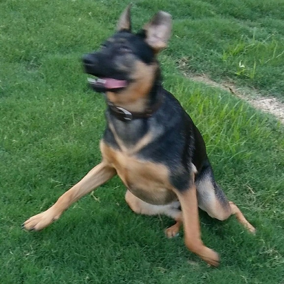 Meet your Posher, Joey - Picture 8 of 8